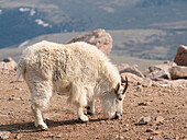 Rocky-Mountain-Ziege auf der Suche nach Mineralien zum Ablecken,Mount Evans Wilderness Area,Colorado