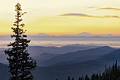 USA, Washington State, Olympic National Park. View from Hurricane Ridge before sunrise with a tree in the foreground.