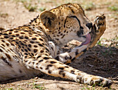 USA,Arizona,Waddell,Wildlife World Zoo. Nahaufnahme eines putzenden Geparden