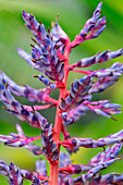 Aechmea bracteata, bromeliad
