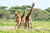 Afrika,Tansania. Eine Gruppe männlicher Giraffen rangelt um die Position,bevor sie sich küssen