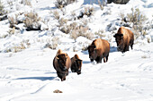 USA,Wyoming,Yellowstone-Nationalpark. Eine Gruppe von Bisons stapft im Gänsemarsch durch den Schnee