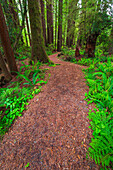 Redwood Access Trail at Prairie Creek Redwoods State Park, California, USA