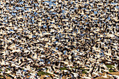 Schneegänse (Anser caerulescens) beim Abflug von einem Feld,Marion County,Illinois
