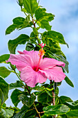 Rosa chinesischer Hibiskus