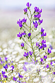 Portugal,Evora. Feld mit weißen Gänseblümchen und violettem Salbei