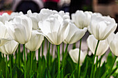 Tulpen im Keukenhof