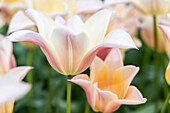 Niederlande,Südholland,Lisse. Blass gefärbte Tulpen in einem Garten