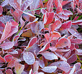 Washington State, Mount Rainier National Park. huckleberry leaves covered in frost