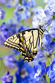 USA,Bundesstaat Washington,Sammamish. Östlicher Tigerschwalbenschwanz-Falter auf blauem Rittersporn