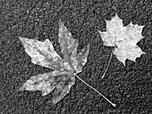 Washington State. Maple leaves on asphalt