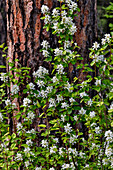 USA,Washington State,Peshastin. Schotterstraße abseits des Highway 97,Stamm einer Ponderosa-Kiefer und weiß blühender Busch