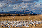 USA,New Mexico. Bosque Del Apache National Wildlife Refuge,fliegende Schneegänse