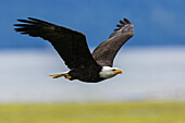Weißkopfseeadler mit einer frisch gefangenen Mahlzeit,Washington State,USA