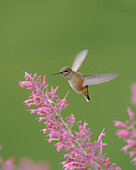 Ausgewachsenes Calliope-Kolibri-Weibchen beim Auftanken vor dem Herbstzug. East Mountain Garten für einheimische Pflanzen,New Mexico