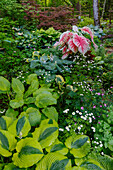 USA,Staat Washington,Sammamish. Garten in voller Blüte