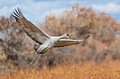 USA,New Mexico. Bosque Del Apache National Wildlife Refuge,Sandhügelkranich im Flug,der zur Landung ansetzt