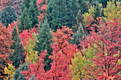 USA, Utah, Garden City. Bear lake area in autumn colors of red, golden on canyon maple and Aspen