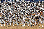 USA,New Mexico. Bosque Del Apache National Wildlife Refuge,Sandhügelkraniche und Schneegänse im Flug