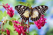 USA,Bundesstaat Washington,Sammamish. Tropischer Schmetterling auf rosa Johannisbeerblüten