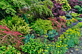 USA, Washington State, Sammamish. Front yard with deer proof plants like barberry, evergreens, Euphorbia