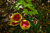 USA,Maine. Ahornblätter und Pilze,Baxter State Park