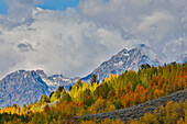 USA, Wyoming. Grand Tetons National Park near Oxbow Bend on the Snake River with Fall colored Aspen grove and backdrop Teton Mountains coming through low clouds