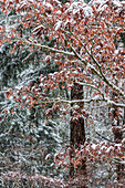 USA, Washington State, Sammamish. Fresh snow fall on Japanese maple and Douglas fir trees