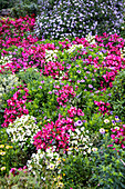 USA, Oregon, Cannon Beach. Garden with begonias and asters