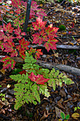 USA,Maine. Ahornblätter und Farn,Baxter State Park