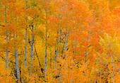 USA, Wyoming. Buffalo Valley Road and Buffalo Fork River with Autumn Colors on orange colored Aspen grove