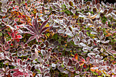 USA, Washington State, Sammamish. Autumn colors on frosted barberry and fallen Japanese maple Leaf