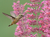 Ausgewachsener weiblicher Calliope-Kolibri beim Auftanken vor der Herbstwanderung. East Mountain Garten für einheimische Pflanzen,New Mexico