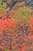 USA, Utah, Garden City. Bear lake area in autumn colors of red, golden on canyon maple and Aspen