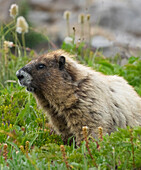 Washington State, Mount Rainier National Park. Hoary marmot eating grass in alpine meadow