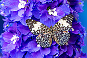 USA,Bundesstaat Washington,Sammamish. Tropischer Schmetterling auf Ritterspornblüten