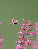 Weißgesichtiger Sphinxfalter bei der Bestäubung der Agastache-Blüten