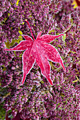USA, Washington State, Sammamish. Autumn colors on frosted Japanese maple leaf and Autumn Joy Sedum
