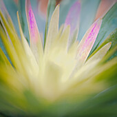 USA,New Jersey. Abstraktes Bild von Blumenblättern. ?Jay O'Brien / Jaynes Gallery / DanitaDelimont.com