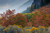 USA,Utah,Logan. Logan Pass Highway 89 und herbstlich gefärbte Ahornbäume im Canyon