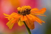 USA,Bundesstaat Washington,Sammamish. Nahaufnahme einer orangefarbenen Zinnie in Hülle und Fülle
