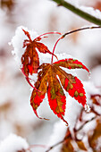 USA, Washington State, Sammamish. Fresh snow and lone Japanese maple leaf