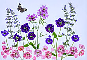 USA, Washington State, Sammamish. Flowers laid out on light table as a flower arrangement.