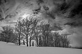 USA, Wyoming. Landscape of Aspen and subalpine fir trees after new snow.