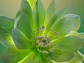 USA,Bundesstaat Washington,Seabeck. Nahaufnahme der Jade-Tiger-Blume