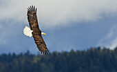 Weißkopfseeadler im Vorbeiflug,auf der Suche nach einer Mahlzeit,Washington State,USA