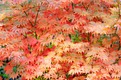USA, Washington State, Sammamish. Japanese maple trees leaves in orange tones fall time
