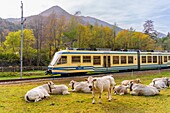 Vigezzina-CentoValli train, Re, Valle Vigezzo, Val d'Ossola, Verbania, Piedmont, Italy, Europe