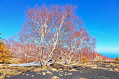 Birch trees (Betula aetnensis) sprouting, Etna, Sicily, Italy, Mediterranean, Europe