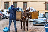 Garbage collection by donkey, Castelbuono, Palermo, Sicily, Italy, Mediterranean, Europe